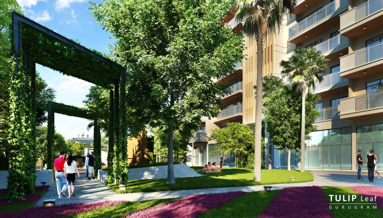 tulip leaf pricelist